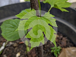 A close up of vitis or grapevine leaf. a genus of 79 accepted species of vining plants in the flowering plant family Vitaceae